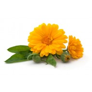 Calendula