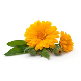 Calendula