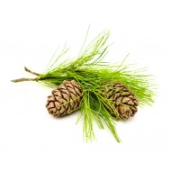 Cedarwood (Cedrus Atlantica)