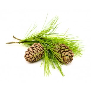 Cedarwood (Cedrus Atlantica)