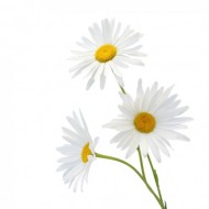 Chamomile Roman (Anthemis Nobilis)