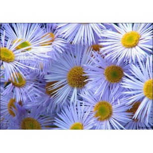 Chamomile Blue (Matricaria Chamomilla)