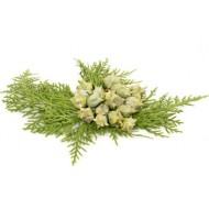 Cypress (Cupressus Sempervirens)