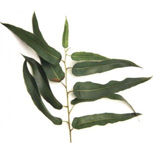 Eucalyptus Citriodora (Eucalyptus Citriodora)