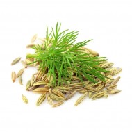 Fennel Sweet (Foeniculum Vulgare)