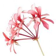 Geranium Bourbon (Pelargonium Graveolens)