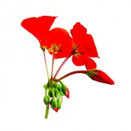 Geranium Egyptian (Pelargonium Graveolens)