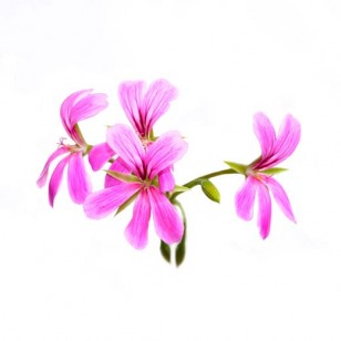 Geranium Rose (Pelargonium Graveolens)