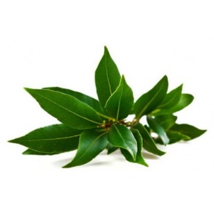 Ho Leaf (Cinnamomum Camphora)