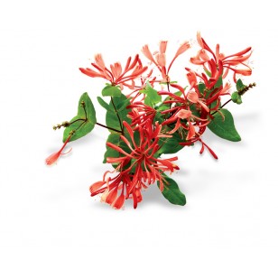 Honeysuckle