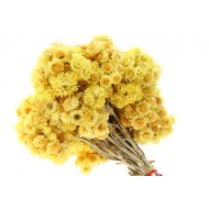 Immortelle (Helichrysum Angustifolium)