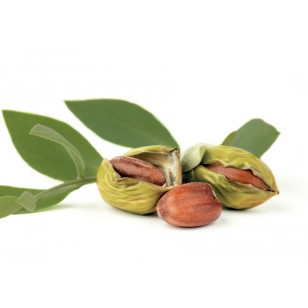 Jojoba