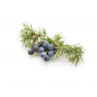 Juniperberry (Juniperus Communis)