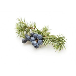 Juniperberry (Juniperus Communis)