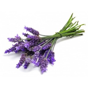 Lavender Bulgarian (Lavendula Angustifolia)