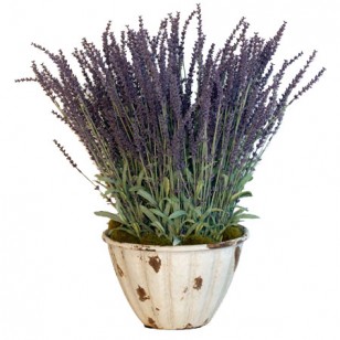 Lavender French (Lavendula Angustifolia)