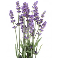 Lavender French 40/42 (Lavendula Angustifolia)