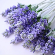 Lavender Hydrosol