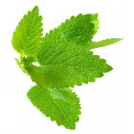 Lemonbalm