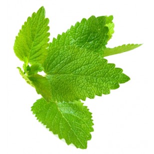 Lemonbalm