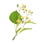 Linden Blossom (Tilial Vulgaris)