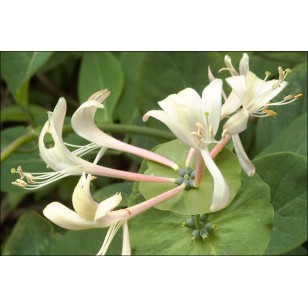 Honeysuckle (Lonicera Caprifolium)