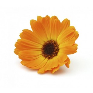 Marigold (Calendula Officinalis)