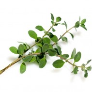 Marjoram Sweet (Origanum Marjorama)