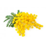 Mimosa (Acacia Dealbata)