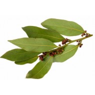 Myrtle (Myrtus Communis)