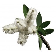 Niaouli (Melaleuca Viridiflora)