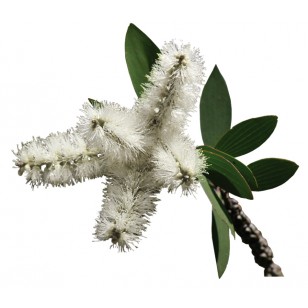 Niaouli (Melaleuca Viridiflora)