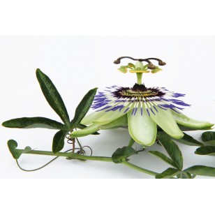 Passion Flower