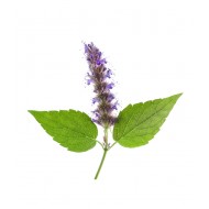 Patchouli (Pogostemon Patchouli)