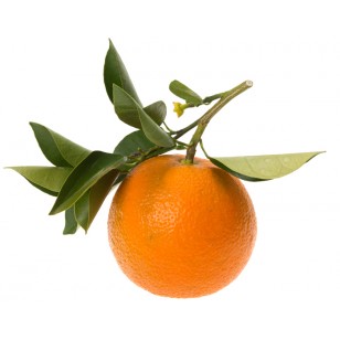 Petitgrain (Citrus Aurantium)