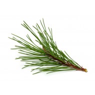 Pine (Pinus Sylvestrus)