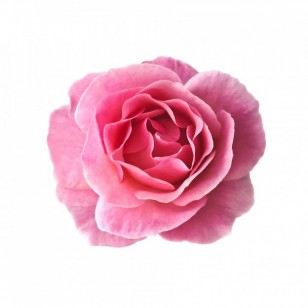 Rose (Rosa Damascena)