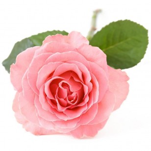 Rose Otto (Rosa Damascene)