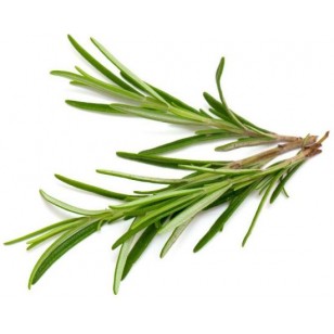 Rosemary (Rosmarinus Officinalis)