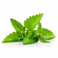 Spearmint (Mentha Spicata)