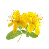 St. Johns Wort