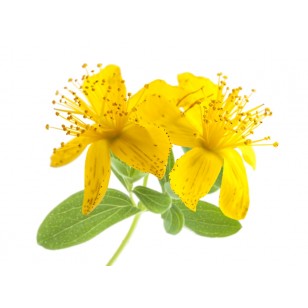 St. Johns Wort