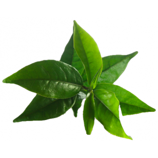Tea Tree (Melaleuca Alternifolia)