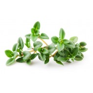 Thyme (Thymus Vulgaris)