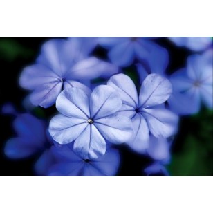 Yarrow Blue (Achillea Millefolium)
