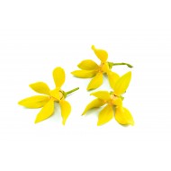 Ylang Ylang Ii (Cananga Odorata)