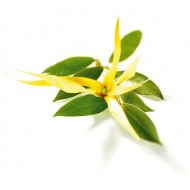 Ylang Ylang Iii (Cananga Odorata)