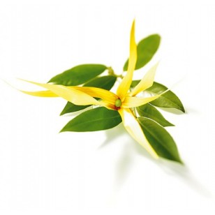 Ylang Ylang Iii (Cananga Odorata)