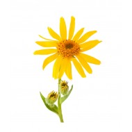 Arnica