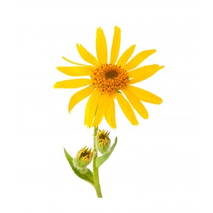 Arnica